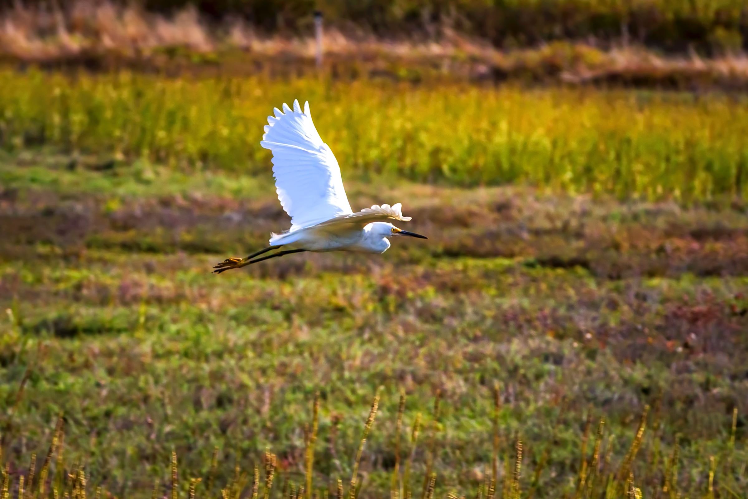 Flying Egret